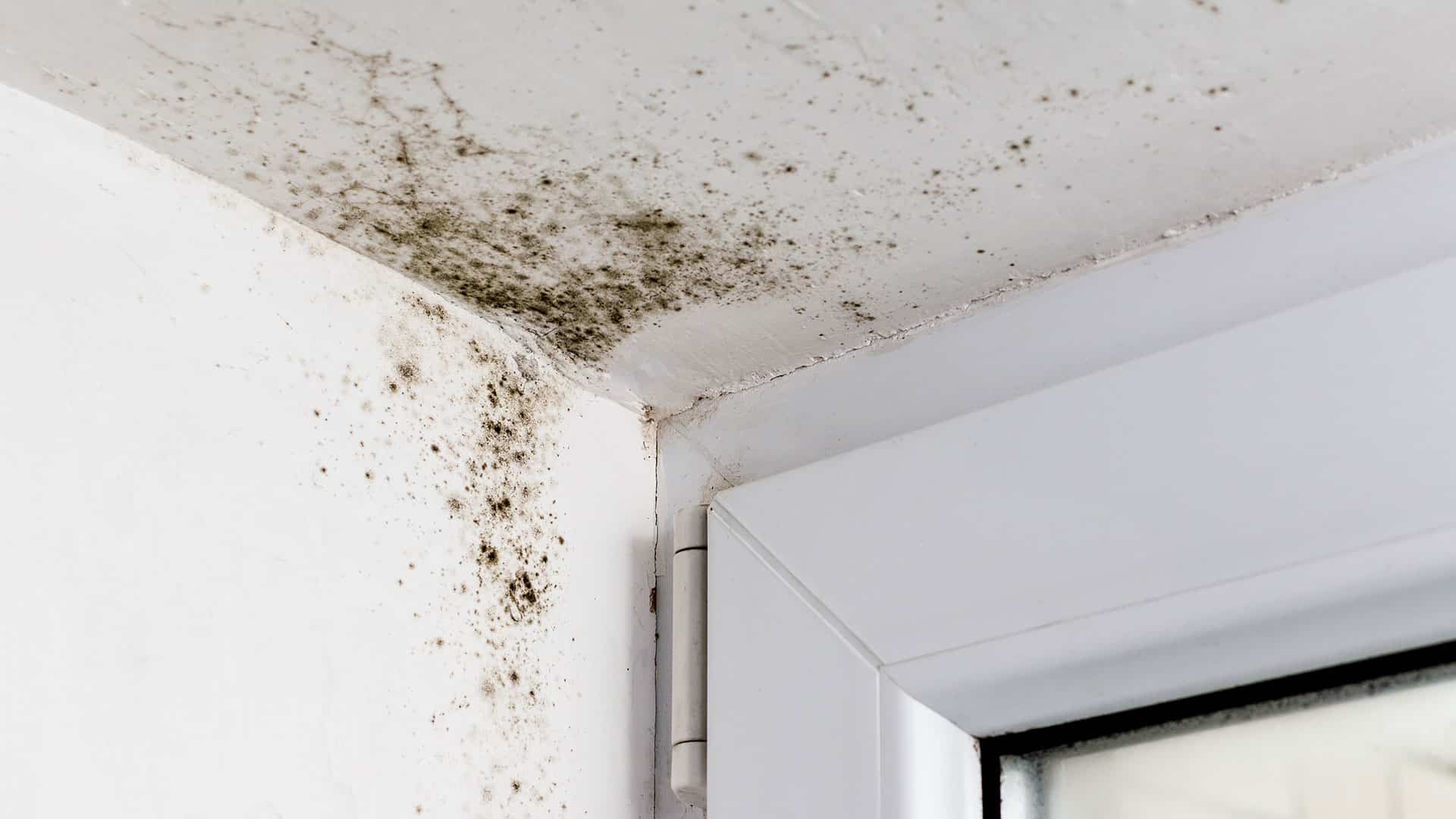 mold removal